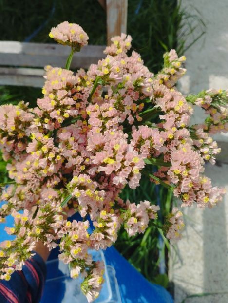  - Limonium anual a 2023