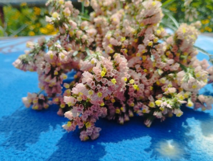  - Limonium anual a 2023