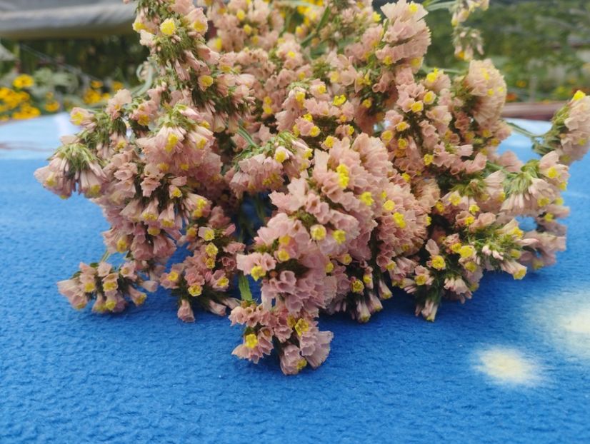  - Limonium anual a 2023
