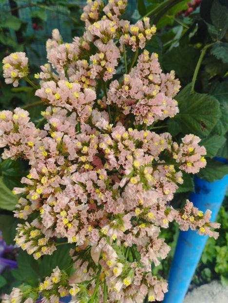  - Limonium anual a 2023