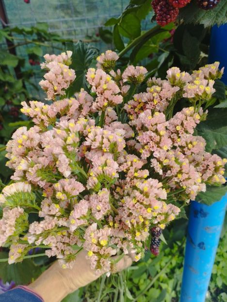  - Limonium anual a 2023