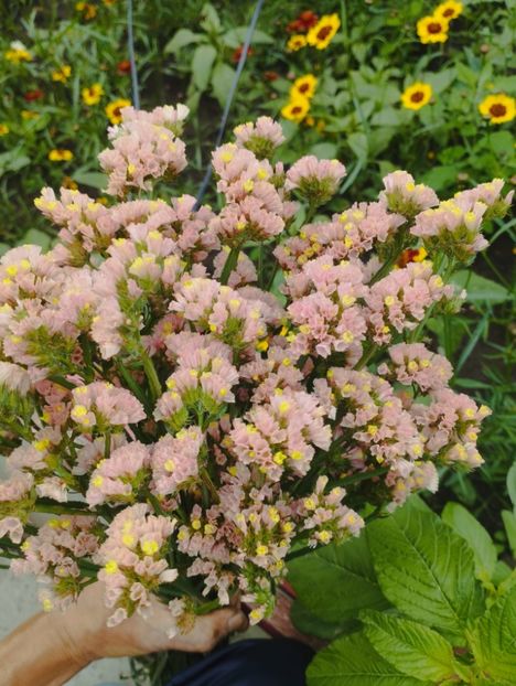  - Limonium anual a 2023