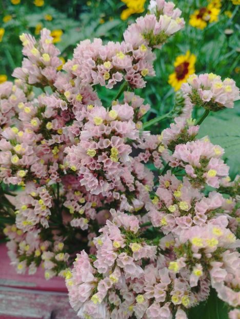  - Limonium anual a 2023