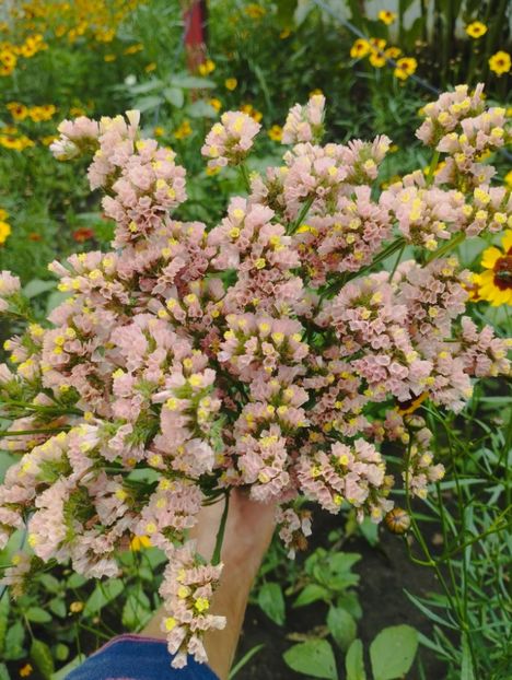  - Limonium anual a 2023