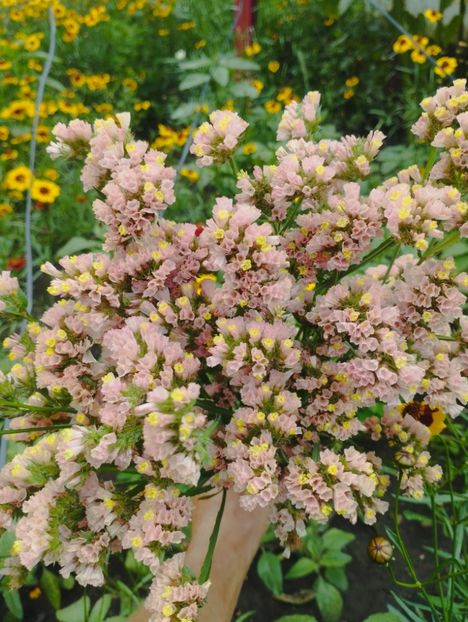  - Limonium anual a 2023