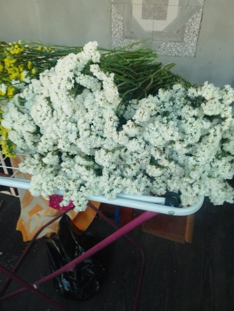  - Limonium anual a 2023
