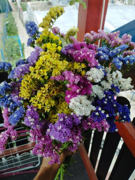  - Limonium anual a 2023