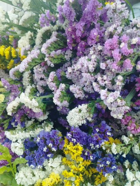  - Limonium anual a 2023
