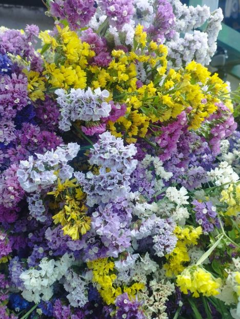  - Limonium anual a 2023