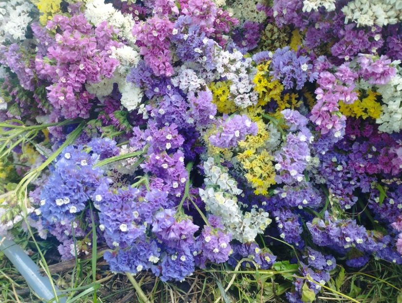  - Limonium anual a 2023