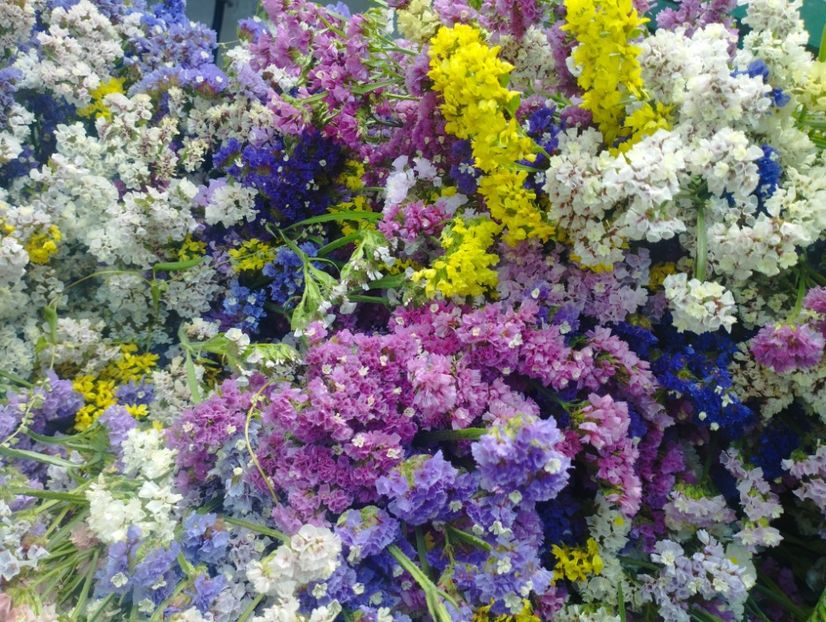  - Limonium anual a 2023