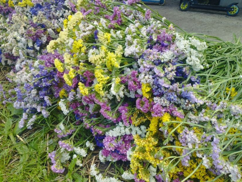  - Limonium anual a 2023