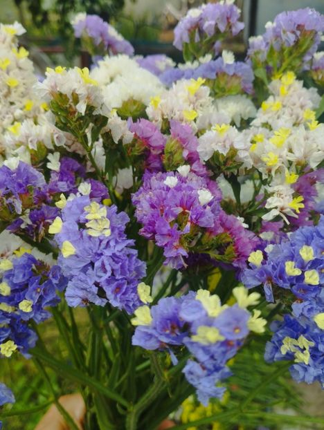  - Limonium anual a 2023