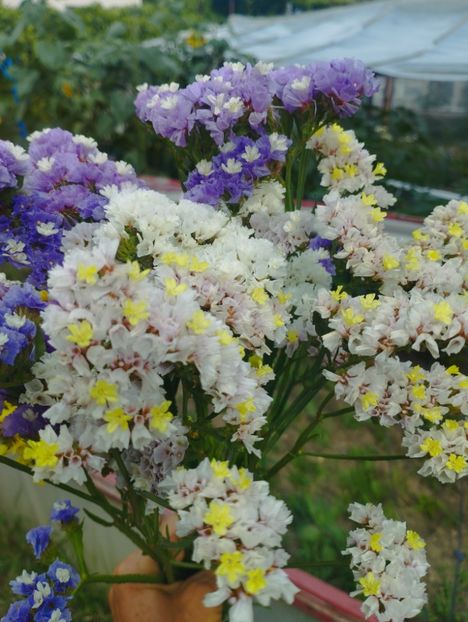  - Limonium anual a 2023
