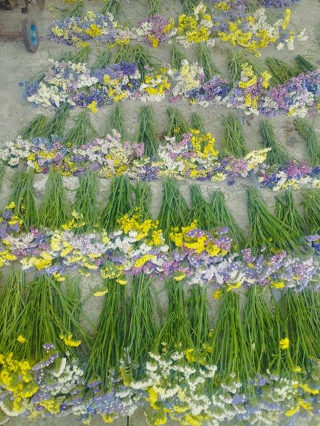  - Limonium anual a 2023