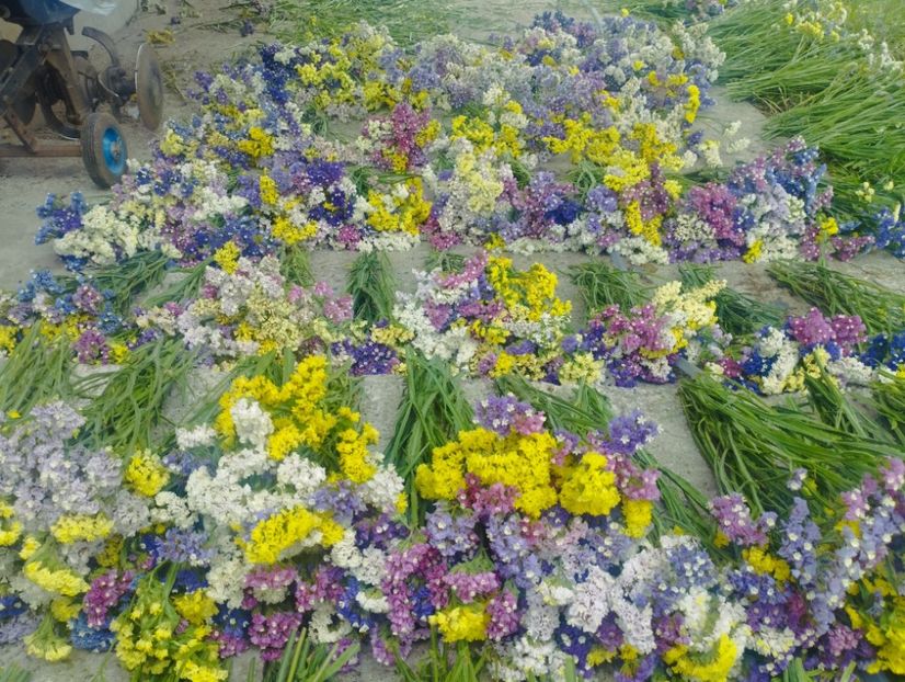  - Limonium anual a 2023