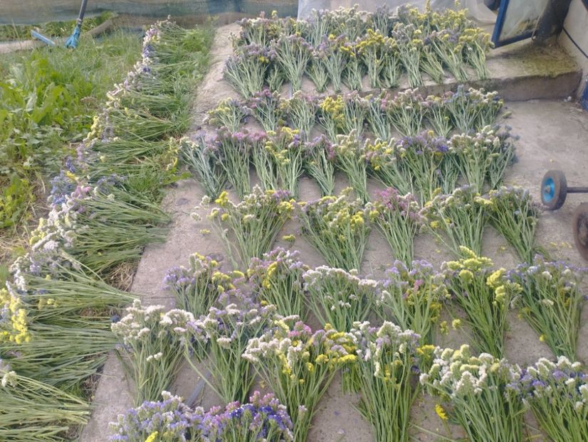  - Limonium anual a 2023