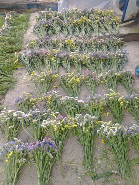  - Limonium anual a 2023