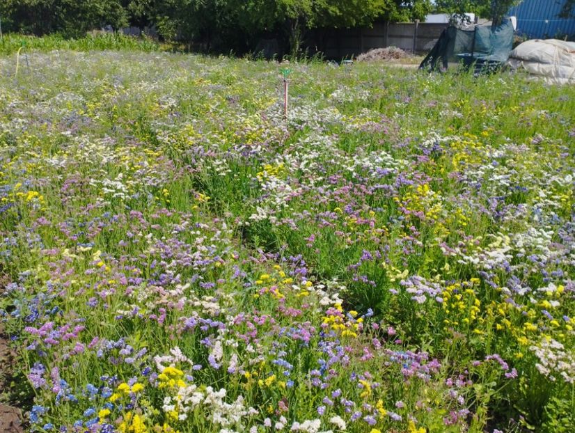  - Limonium anual a 2023