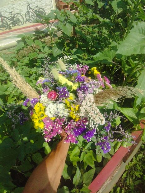  - Limonium anual a 2023
