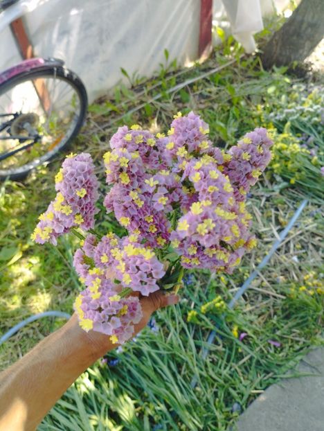  - Limonium anual a 2023