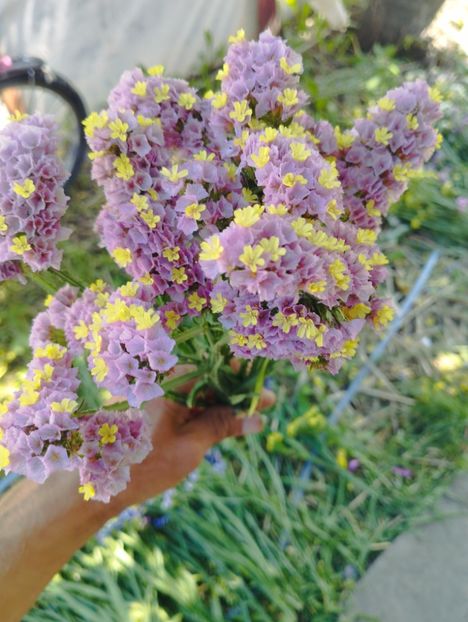  - Limonium anual a 2023