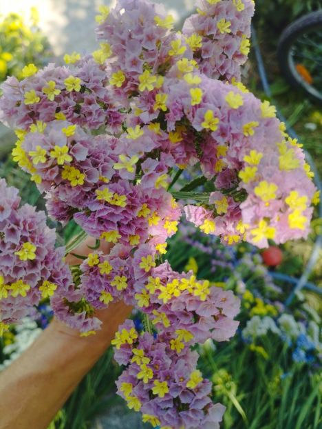  - Limonium anual a 2023