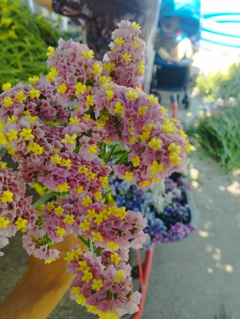  - Limonium anual a 2023