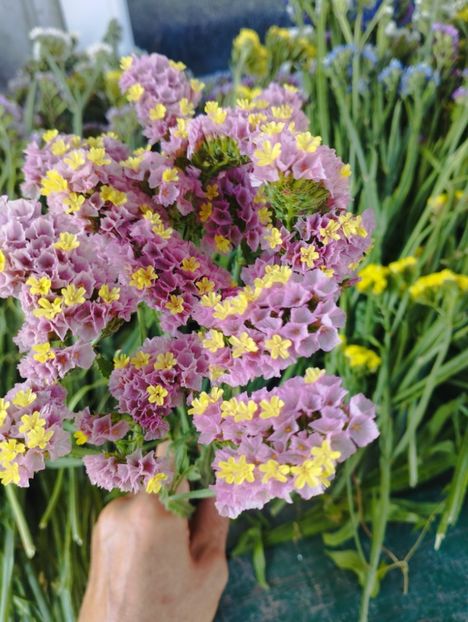  - Limonium anual a 2023