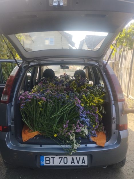  - Limonium anual a 2023