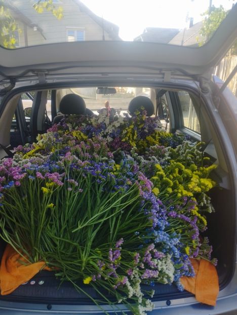  - Limonium anual a 2023