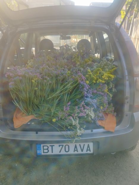  - Limonium anual a 2023