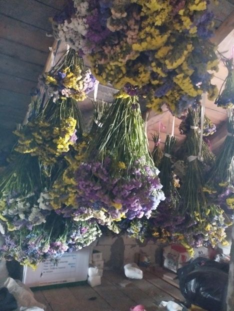  - Limonium anual a 2023