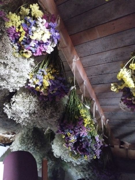  - Limonium anual a 2023