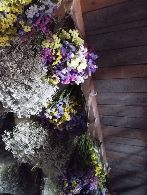  - Limonium anual a 2023