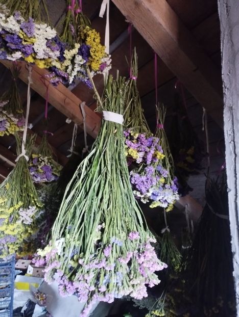  - Limonium anual a 2023