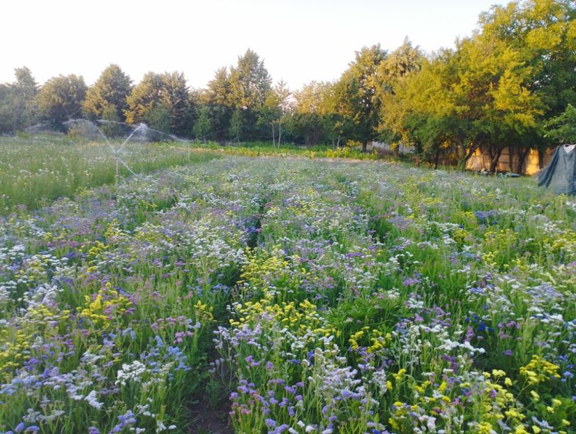  - Limonium anual a 2023