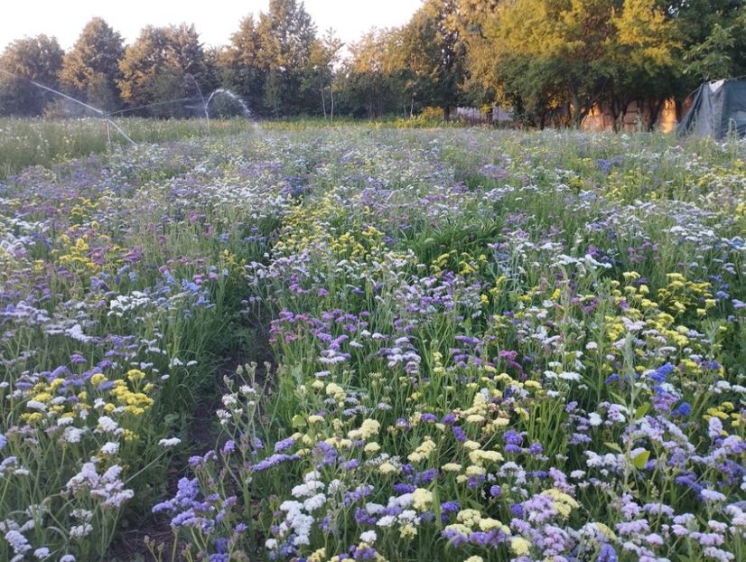  - Limonium anual a 2023