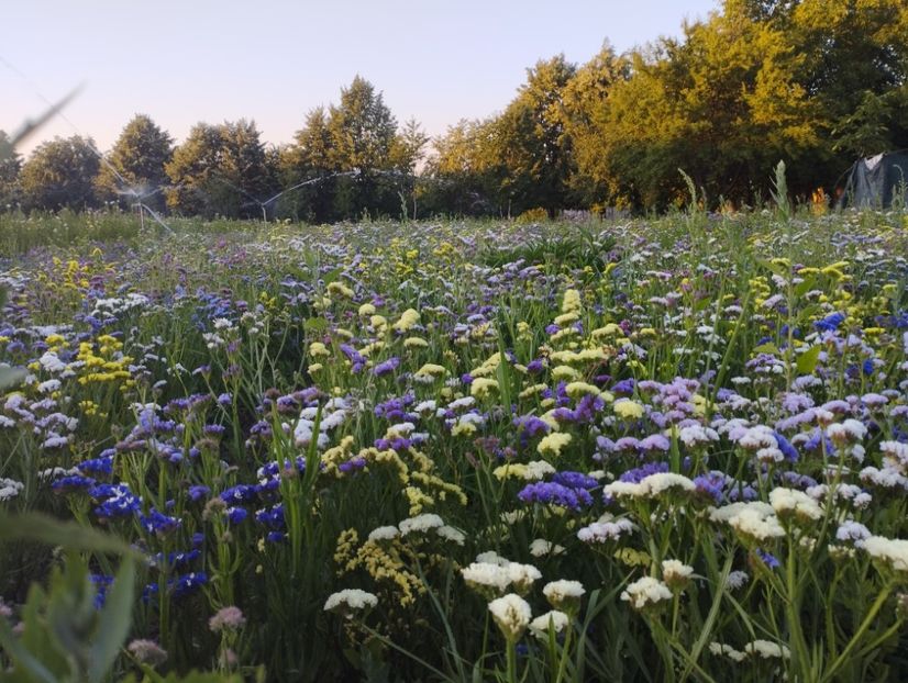  - Limonium anual a 2023
