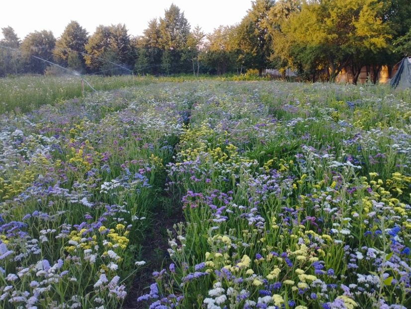  - Limonium anual a 2023