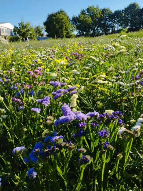  - Limonium anual a 2023
