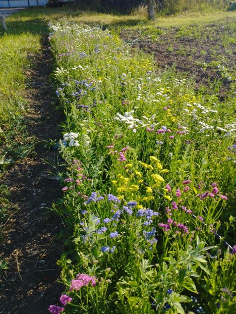  - Limonium anual a 2023
