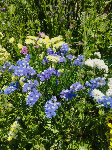  - Limonium anual a 2023
