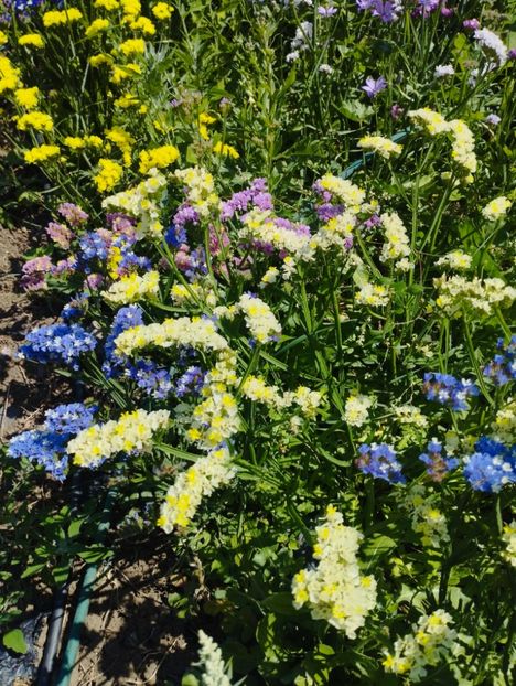  - Limonium anual a 2023