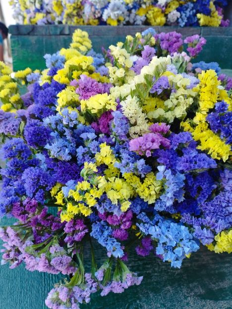  - Limonium anual a 2023