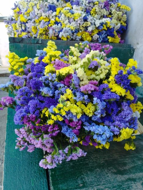  - Limonium anual a 2023