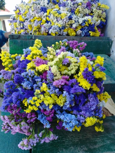  - Limonium anual a 2023