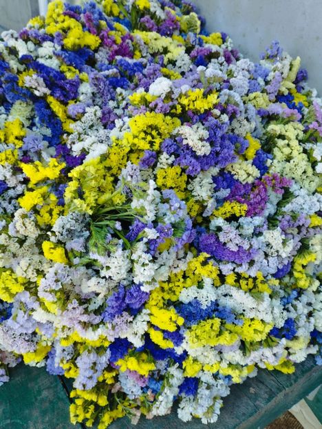  - Limonium anual a 2023