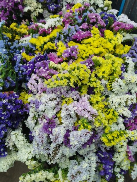  - Limonium anual a 2023