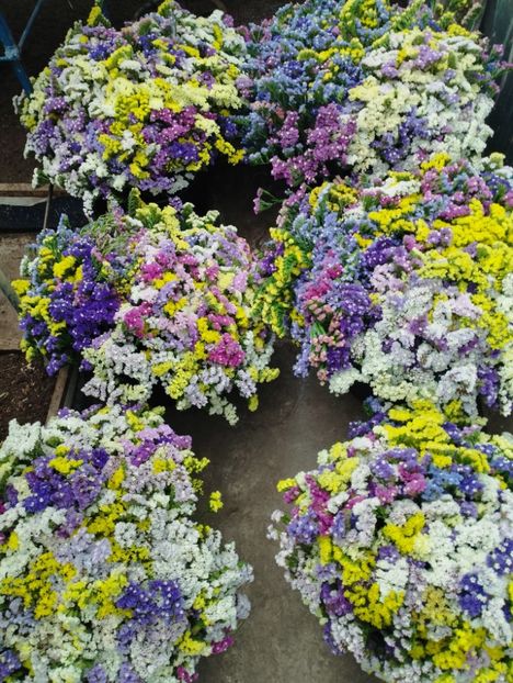  - Limonium anual a 2023